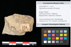 Foto (Objekt + Etikett) von Glyptostrobus europaeus Brongniart (NHMW-GEO-2024-0188-0171)